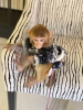 Ailenizin yeni yesi maymunlar