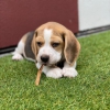 Akc kaytl beagle yavrular