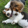 Akc kaytl beagle yavrular