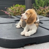 Akc kaytl beagle yavrular