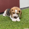 Akc kaytl beagle yavrular