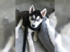 Ak siberian husky yavrularn kaydetti   sper sevim