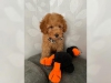 Akc standart poodles ve f1b labradoodles