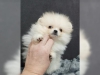 Akll akc kaytl pomeranian yavru