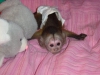Akll erkek ve dii capuchin ve marmoset maymunlar evlat e