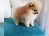 Akll pomeranian yavrular