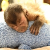 Akıllı sevimli capuchin maymunları mevcut