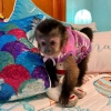 Akll ve tatl capuchin maymunlar