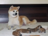 Akita inu yavrular