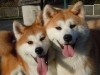 Akita inu yavrular