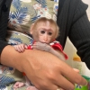 Aktif ve sütlü bebek kapuçin maymunları