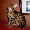 Amazing  bengal and bormia cats for sell.