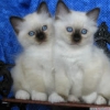 Amazing  bengal and bormia cats for sell.