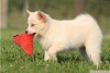 Amazing pomsky puppy for sale