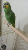 Amazon papagan erkek 1 yasinda