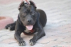 American pitbull (game dog ) zeus