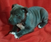 Amerikan staffordshire terrier yavrular