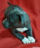 Amerikan staffordshire terrier yavrular