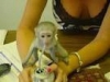Ana sayfa eitimli beyaz bebek yz capuchin maymun evde eit