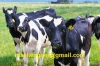 Angus holsteins, formalar, brahminler ve satlk dier rkla