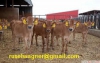 Angus holsteins, formalar, brahminler ve satlk dier rkla