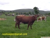 Angus holsteins, formalar, brahminler ve satlk dier rkla