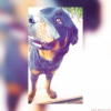 Ankara rottweiler