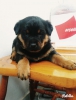 Ankarada sahibinden rottweiler yavrusu satlk