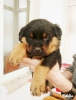 Ankarada sahibinden rottweiler yavrusu satlk