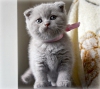 Anne altnda scottish fold ve british