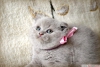 Anne altnda scottish fold ve british