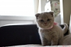 Anne altnda scottish fold ve british