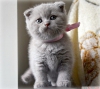 Anne altnda scottish fold ve british