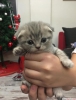 Anne altndan safkan scottish fold yavrular