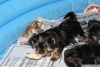 Anne yanında 0 numara yorkshire terrier yavruları
