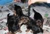 Anne yanında 0 numara yorkshire terrier yavruları