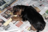 Anne yanında 0 numara yorkshire terrier yavruları