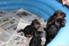 Anne yanında 0 numara yorkshire terrier yavruları