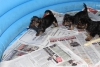 Anne yanında 0 numara yorkshire terrier yavruları