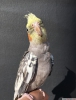 Antalya 80 gnlk yavru ful evcil sultan papagan