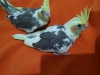 Antalya bebek sultan papagan sultan papaganlar