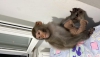 Antalya maymun