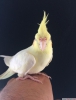Antalya rus bayandan evcil yavru sultan papagan 2024