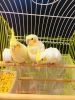 Antalya satlk sultan papaganlar 2.3 aylk bebekler