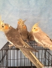 Antalya satlk sultan papaganlar bebekler 60 70 gnlk
