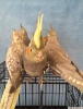 Antalya satlk sultan papaganlar bebekler 60 70 gnlk