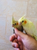 Antalya satlk yavru sultan papaganlar papagan 2024