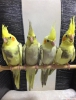 Antalya sultan papagan fiyatlar yavru bebekler