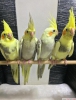 Antalya sultan papagan fiyatlar yavru bebekler