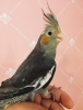 Antalya 60 gnlk sultan papagan full evcil bebek